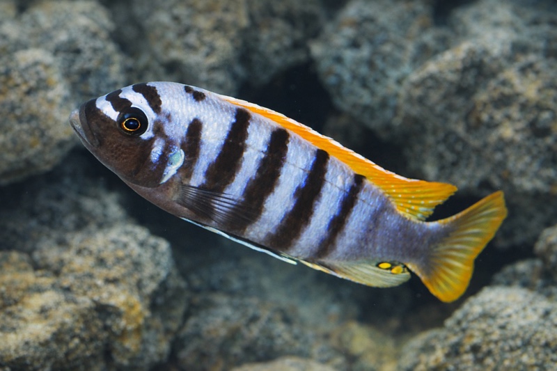 Maylandia pyrsonotos 'Mkondiwa Reef'